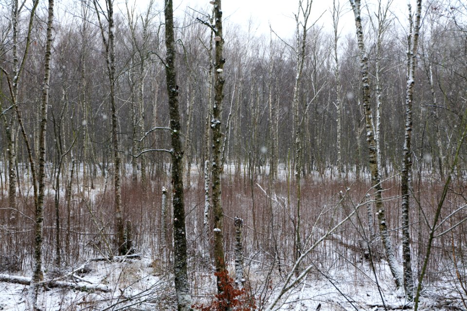 Teufelsfenn with snow 2021-01-03 12