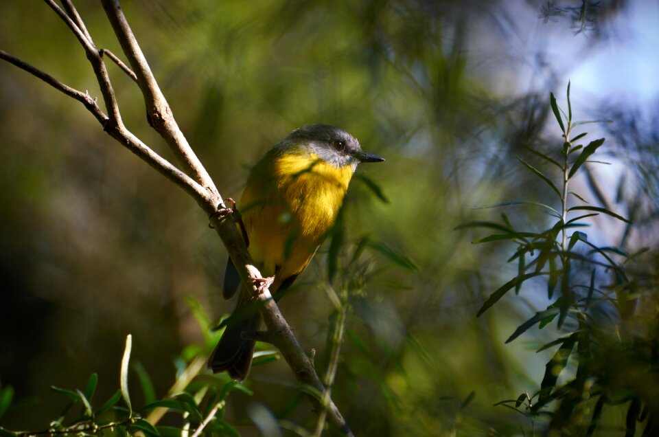 Wildlife nature color