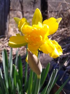 Spring flower yellow