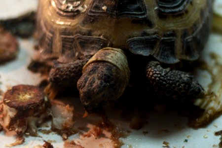 Testudo graeca eating