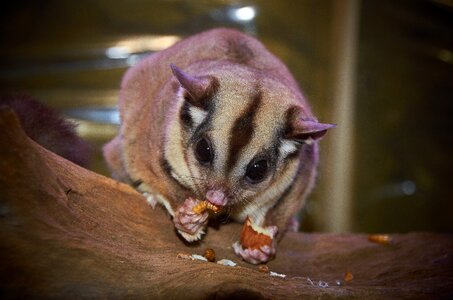 Claws native animal