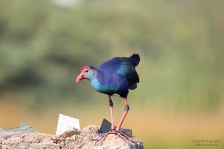 Swaphen (182128823)