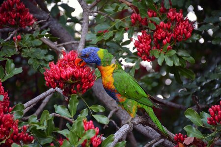 Birds blue yellow