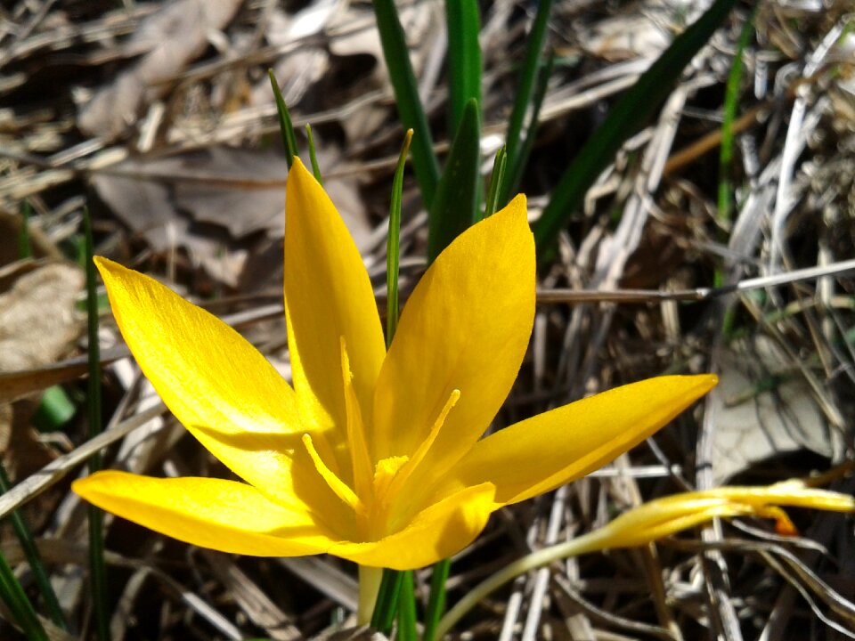 Yellow yellow flower flora