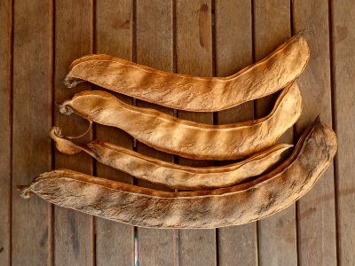 Sword bean (Canavalia gladiata) pods Singapore photo