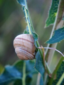 Spiral casing grass