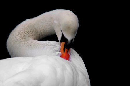 Swan Close Up2 (4594194) photo