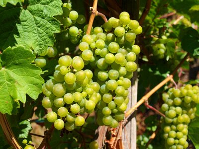 Winegrowing vineyard vintage