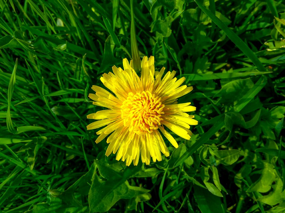 Yellow meadow flower