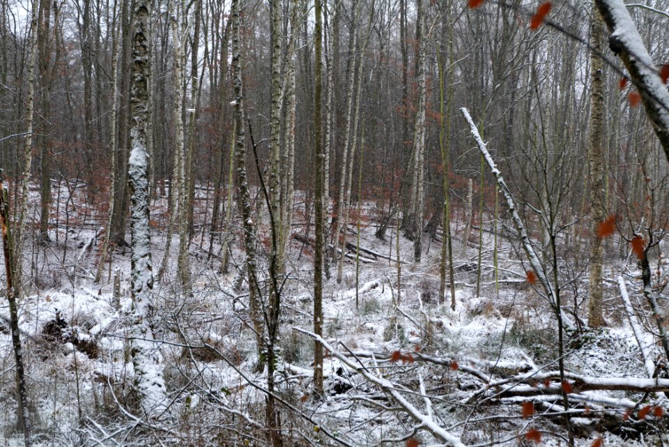 Teufelsfenn with snow 2021-01-03 17