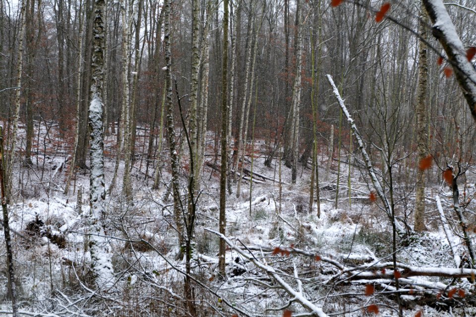 Teufelsfenn with snow 2021-01-03 16