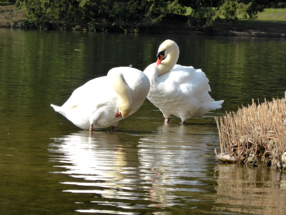 Swan-5