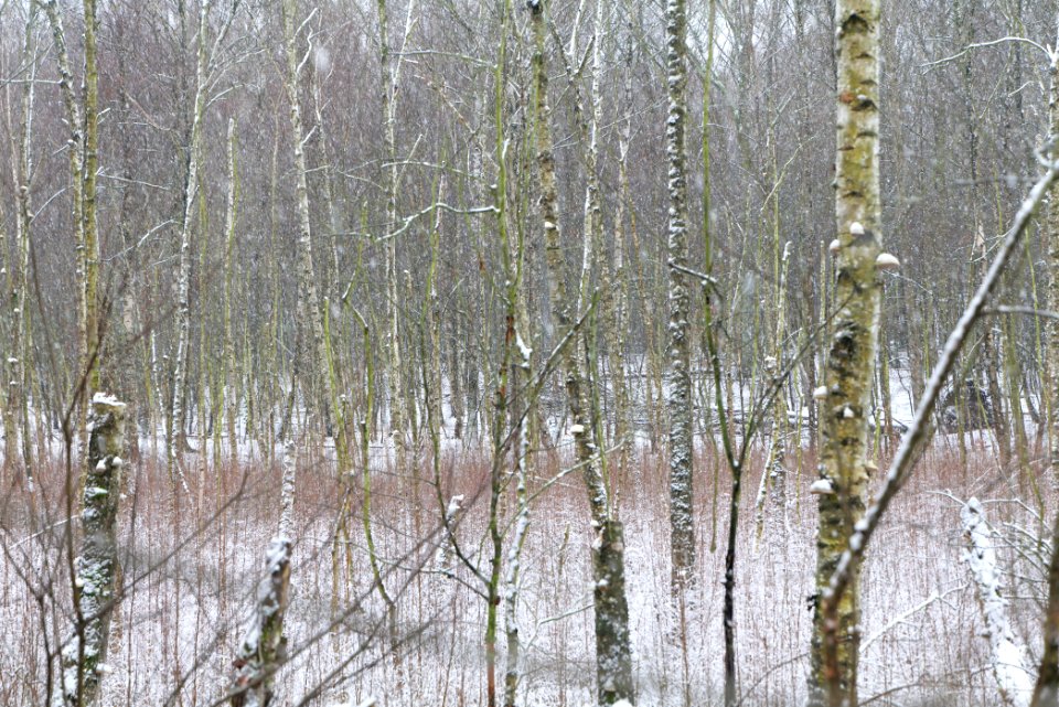 Teufelsfenn with snow 2021-01-03 04