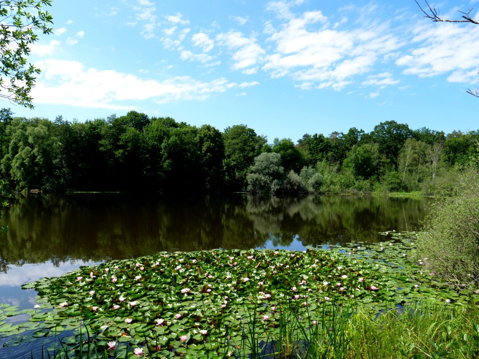 Teufelssee Köpenick 2019-06-13 01