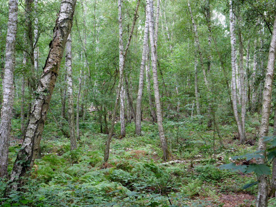 Teufelsfenn Grunewald 2019-10-24 02