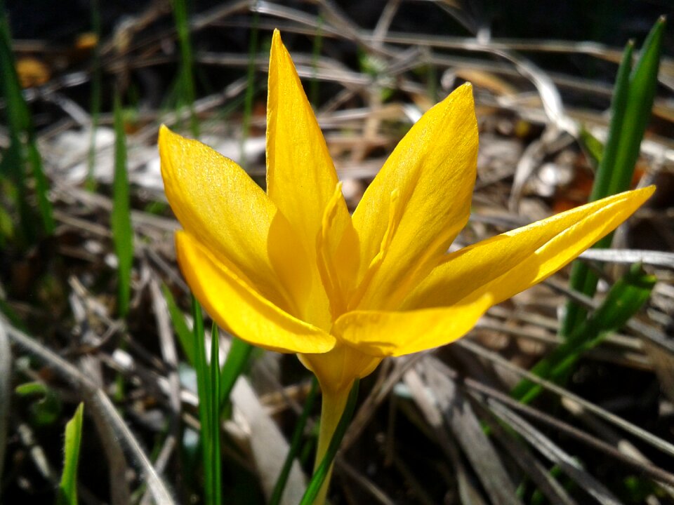 Yellow yellow flower flora