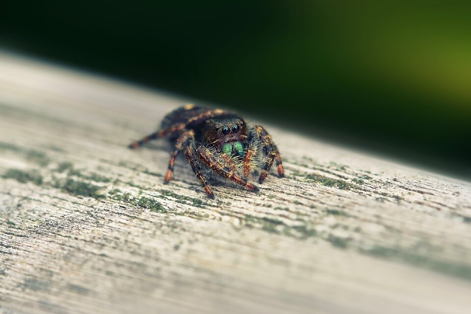 Spider nature little