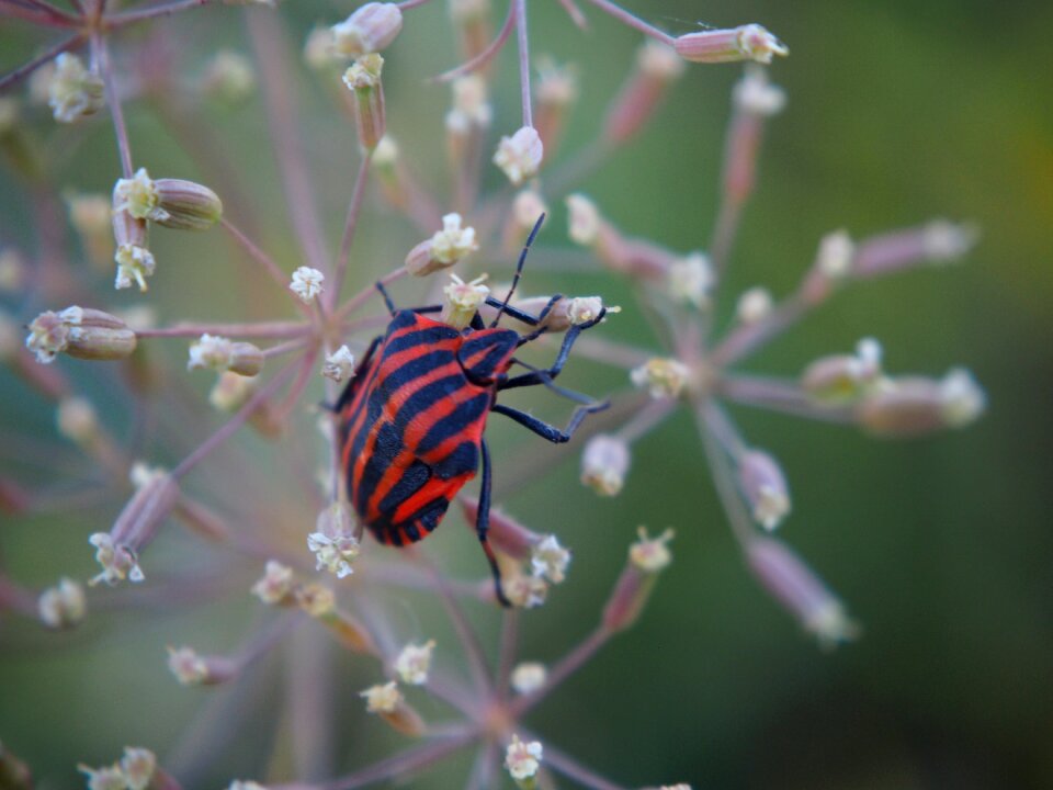 Insect red beetle nature