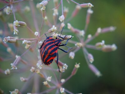 Insect red beetle nature