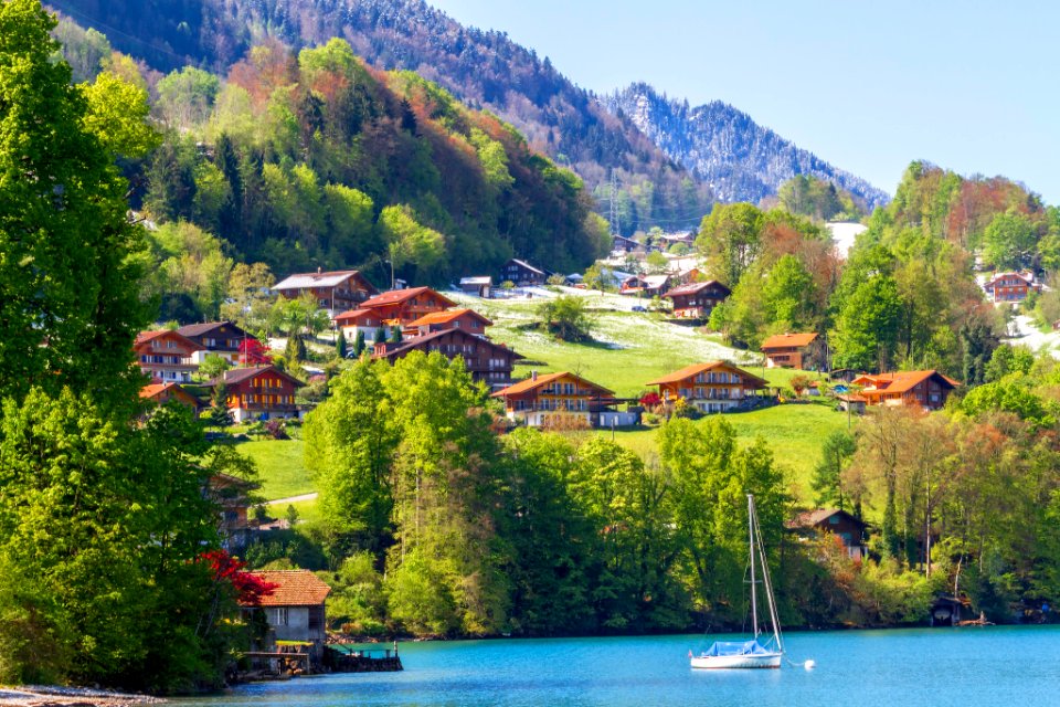 Swiss Beauty (210152393)