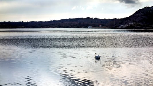 Swan in Brofjorden at Sandvik 1