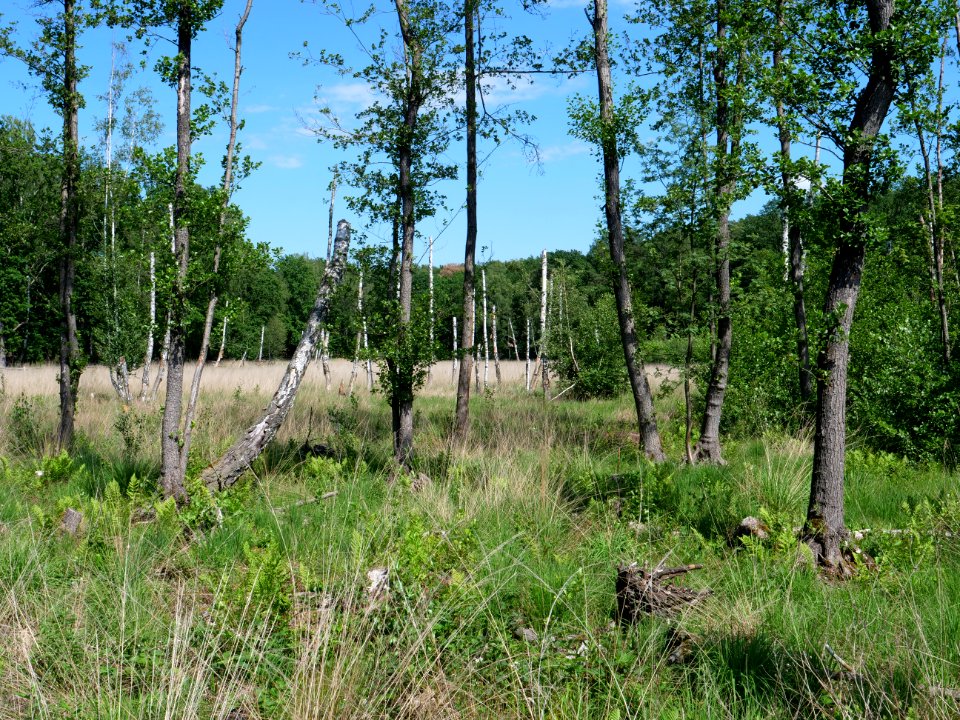 Teufelsseemoor Köpenick 2019-06-13 08
