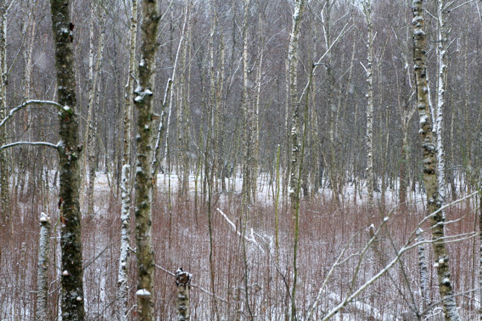 Teufelsfenn with snow 2021-01-03 11