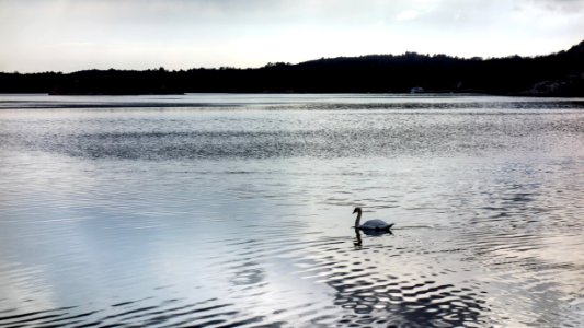 Swan in Brofjorden at Sandvik 2 photo