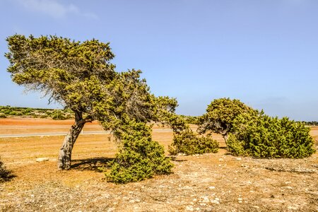 Field landscape mediterranean