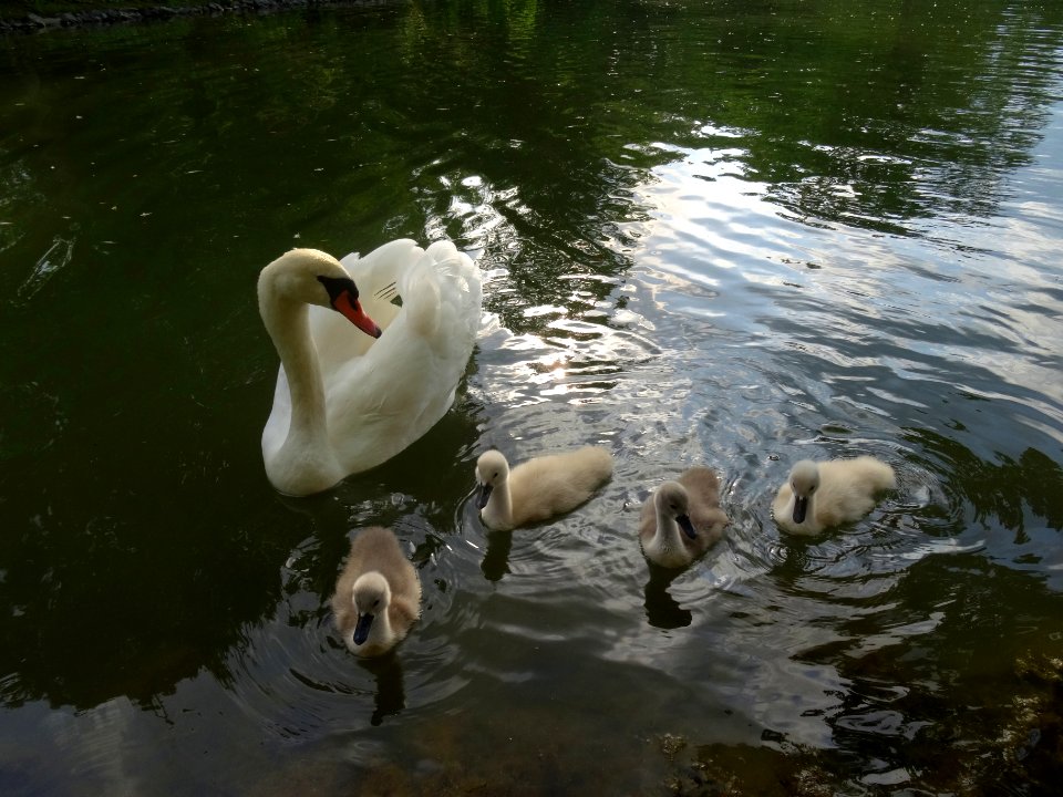 Swan family Carolasee 29 May 2916 DSC02730
