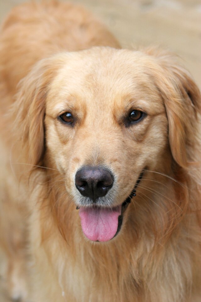 Pet cute canine