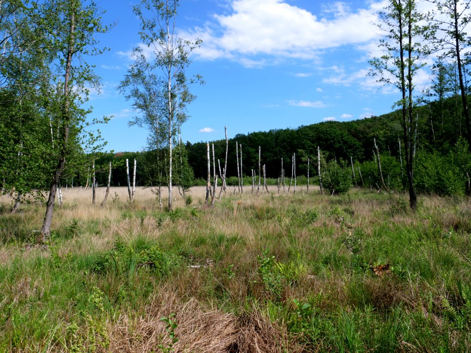 Teufelsseemoor Köpenick 2019-06-13 13