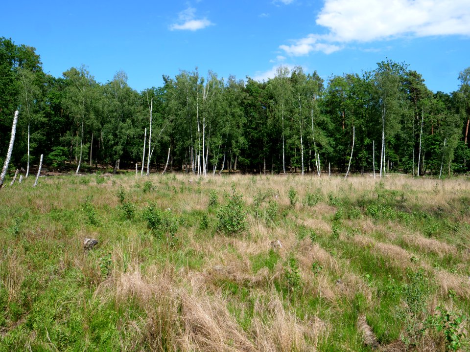 Teufelsseemoor Köpenick 2019-06-13 25