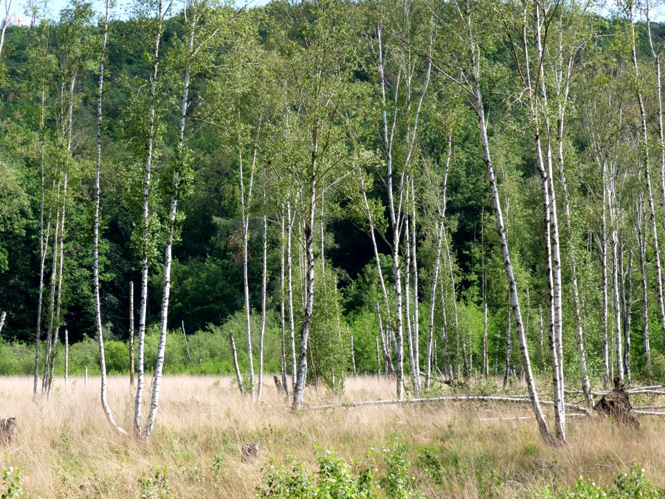 Teufelsseemoor Köpenick 2019-06-13 28