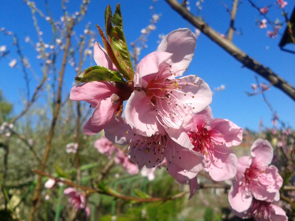 Sky blue pink