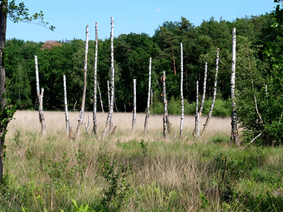 Teufelsseemoor Köpenick 2019-06-13 09