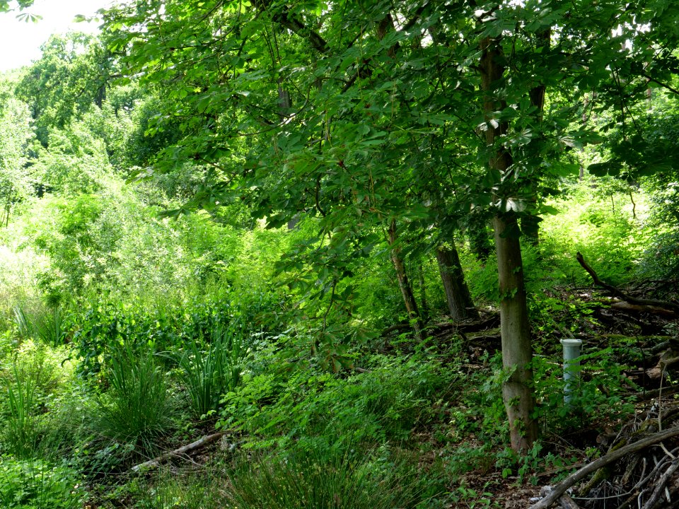 Teufelsseemoor Köpenick 2019-06-13 33