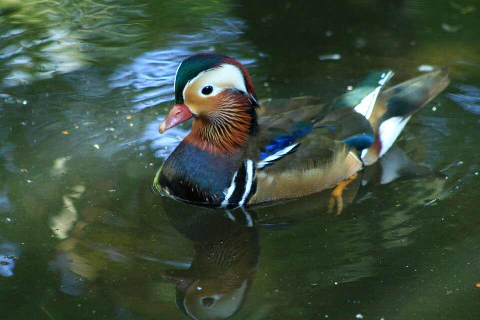 Duck water water bird