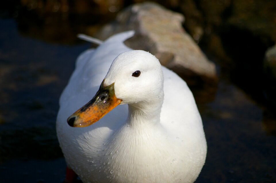Seabird odd different