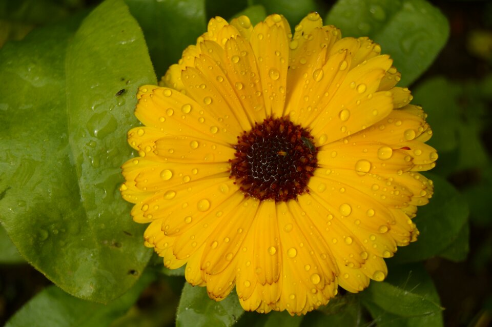 Yellow flower plant garden