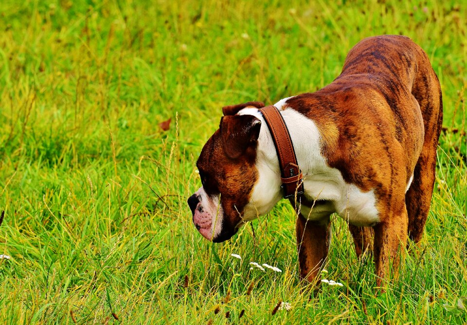 Pet animal boxer dog