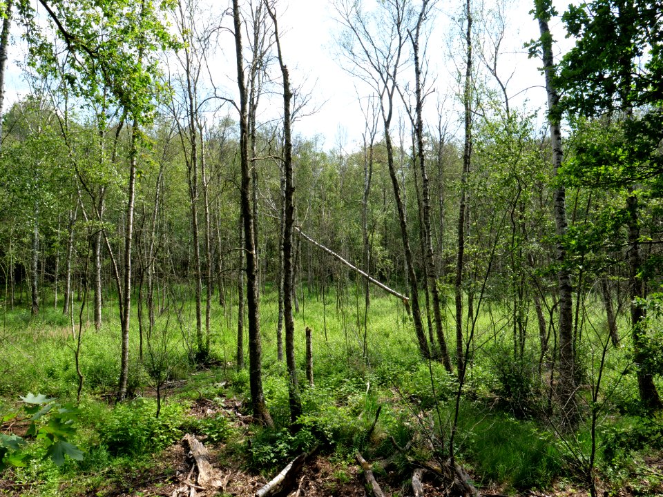 Teufelsfenn Grunewald 2019-07-01 22