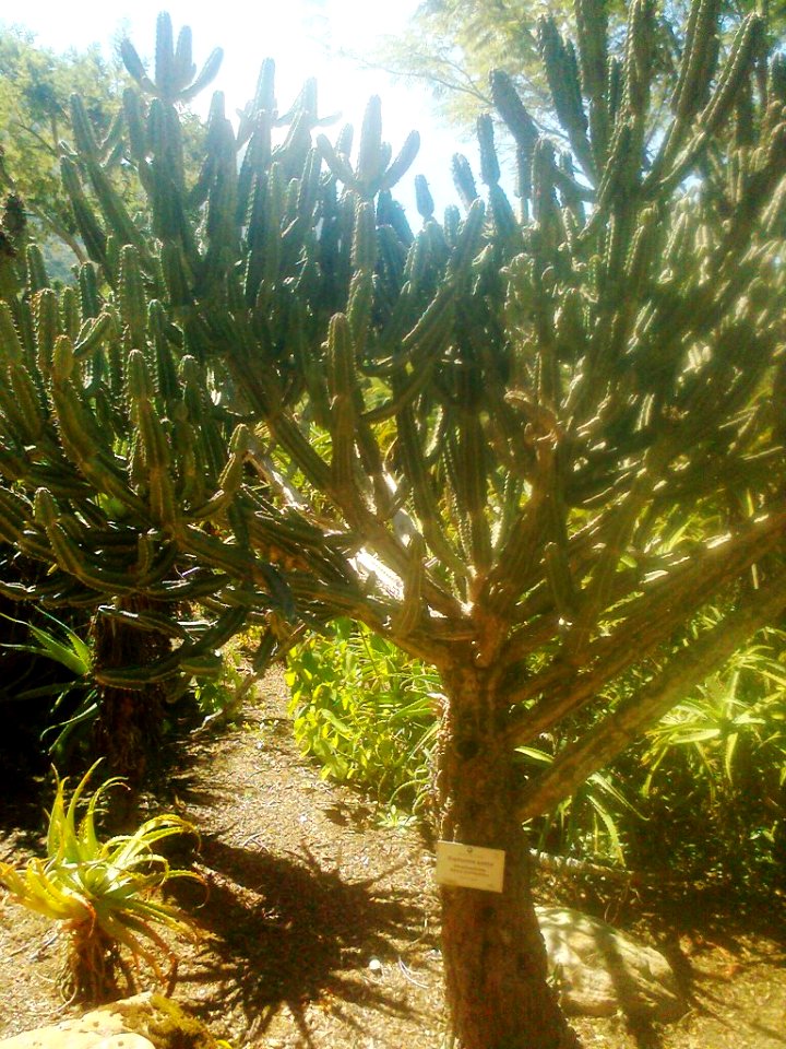 Swazi Euphorbia - Euphorbia keithii