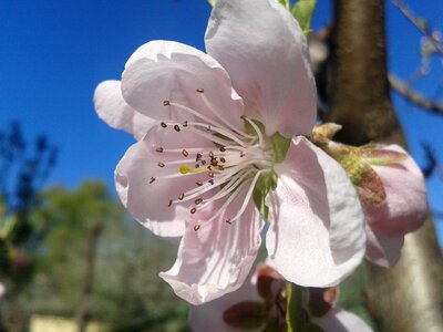 Sky blue pink