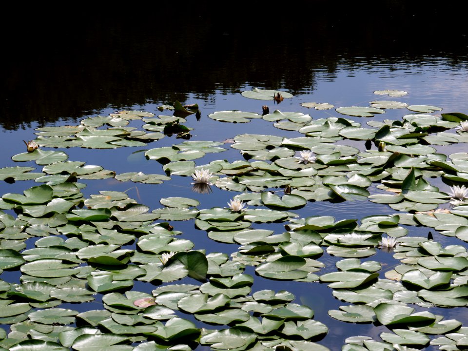 Teufelssee Köpenick 2019-06-13 13