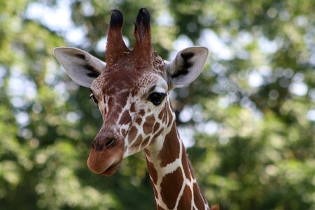 Giraffe zoo head