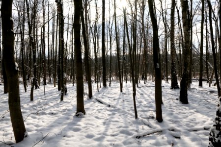 Teufelsbruch with snow 2021-02-10 53