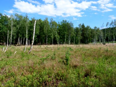 Teufelsseemoor Köpenick 2019-06-13 30