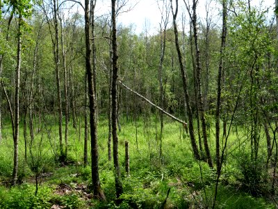 Teufelsfenn Grunewald 2019-07-01 23