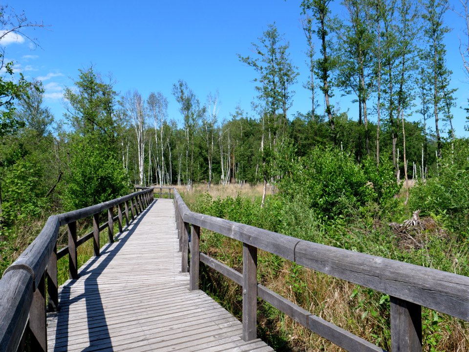 Teufelsseemoor Köpenick 2019-06-13 02